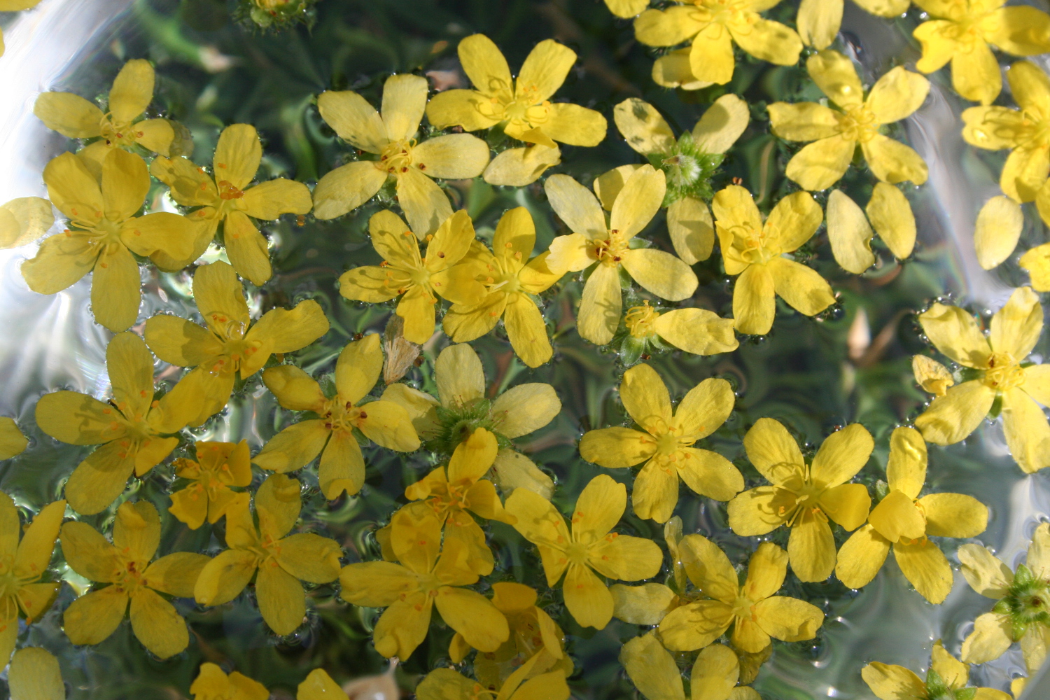 Agrimony Sun method