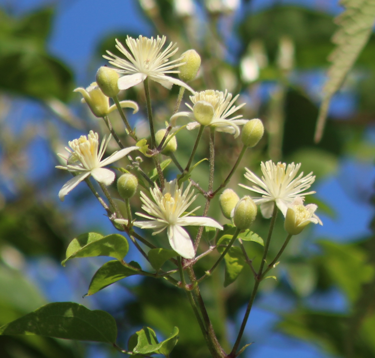 Clematis Bach flower remedy