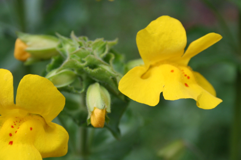 Mimulus flowers