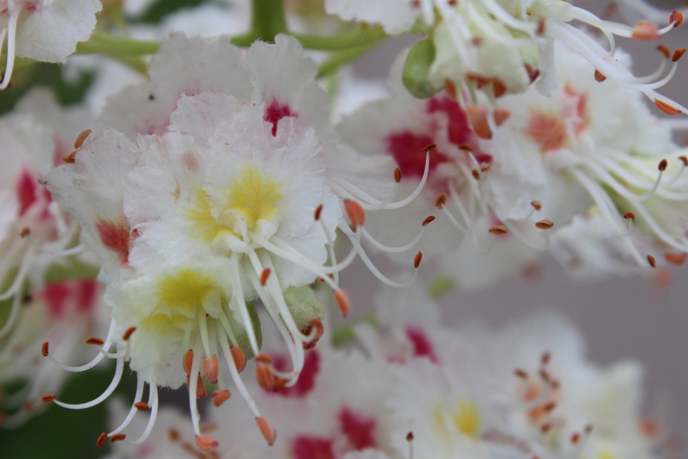 White chestnut flowers pretty close up