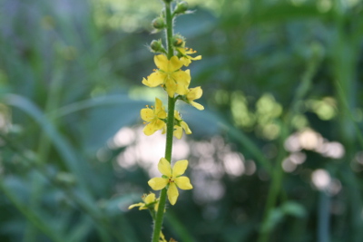 Agrimony Bachblüten