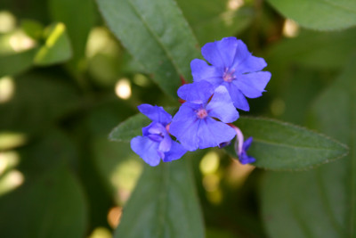 Cerato bachblüten