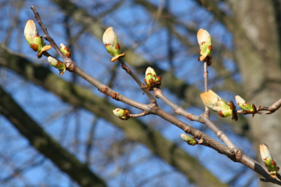 Chestnut Bud bachblüten