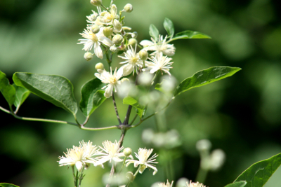 Clematis Bachblüten