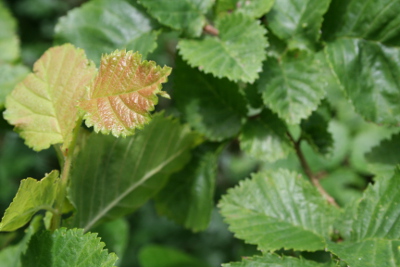 Elm bachblüten