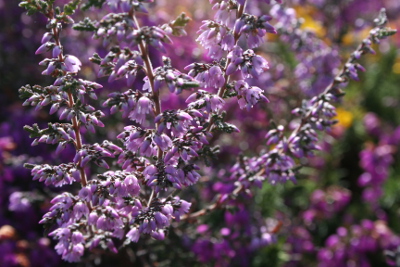 Heather bachblüten