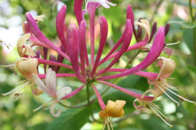 Honeysuckle bachblüten