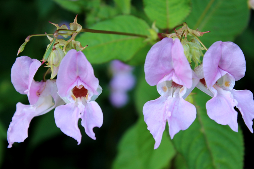 Impatiens Bach flower