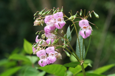 Impatiens Bachblüten