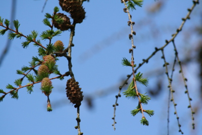 Larch Bachblüten