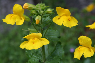 Mimulus bachblüten