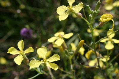 Mustard Bachblüten