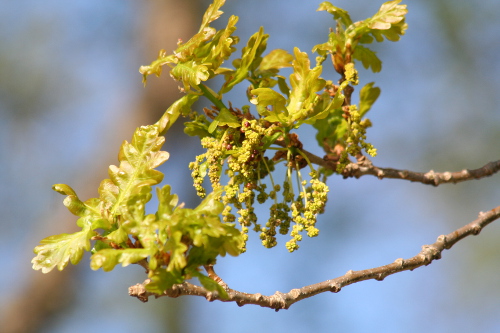 Oak Bachblüten