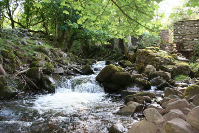 Rock Water bachblüten