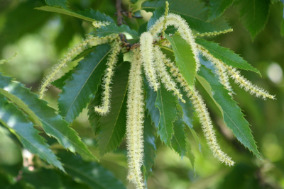 Sweet Chestnut Bachblüten