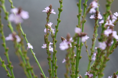 Vervain Bachblüten