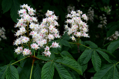 White Chestnut Bachblüten