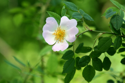 WildRose Bachblüten