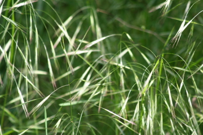 Wild oat Bachblüten