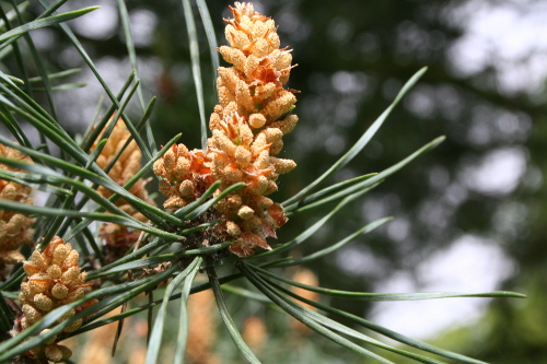 pine bachblüten