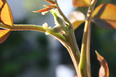 walnut Bachblüten