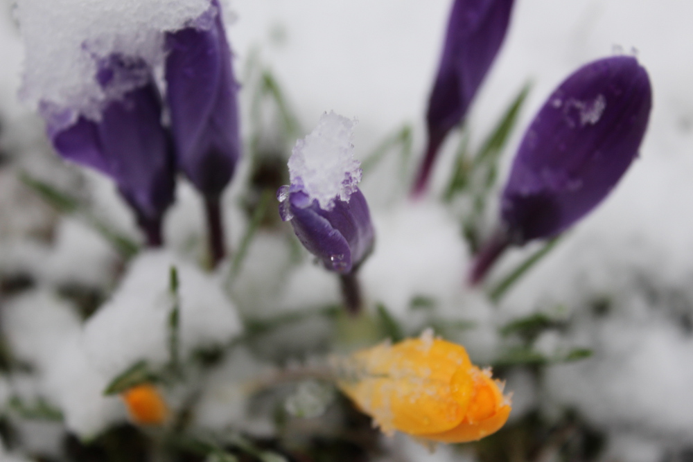 crocus in snow